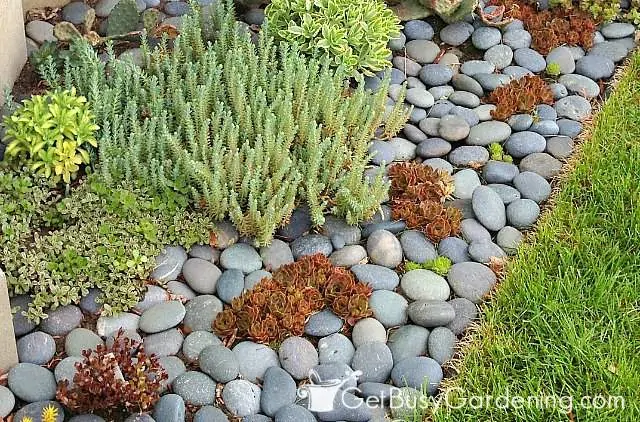 garden-soil-covered-with-flat-zen-rock-1.webp