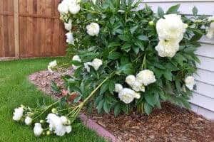 How To Support Peonies To Keep Them From Falling Over