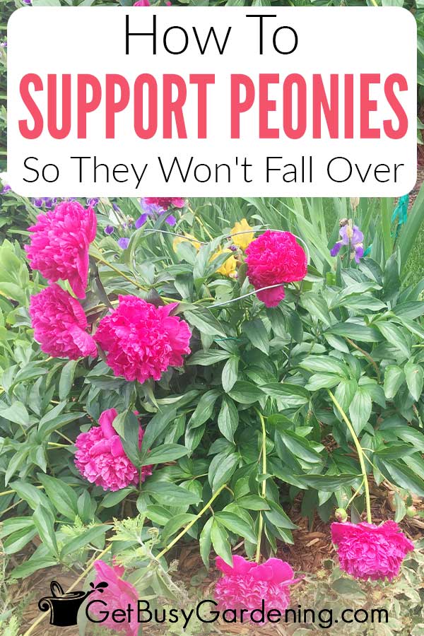 How To Support Peonies So They Won't Fall Over