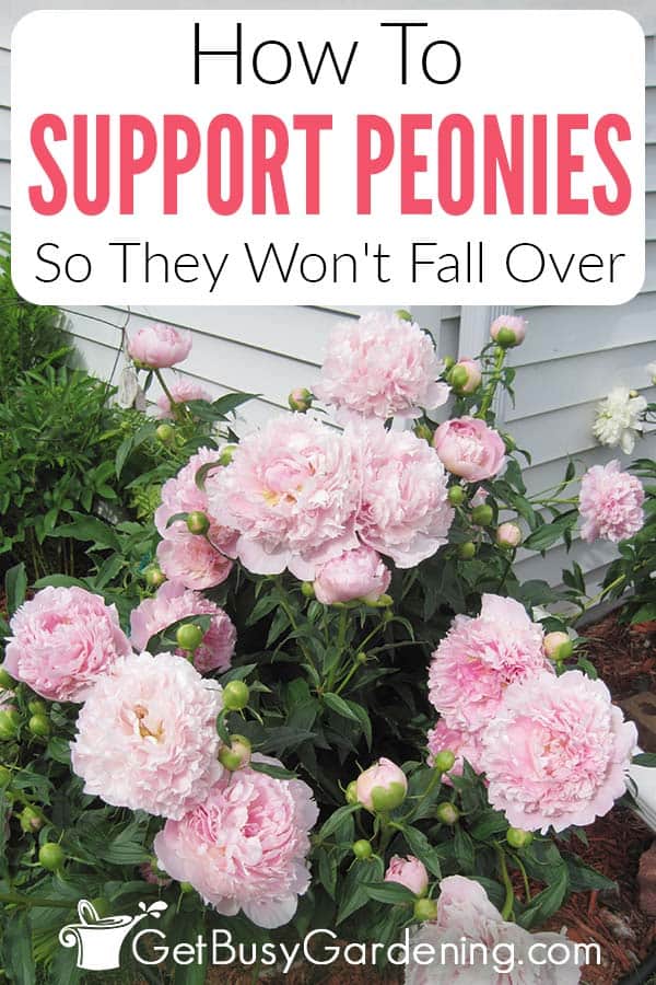 How To Support Peonies So They Won't Fall Over
