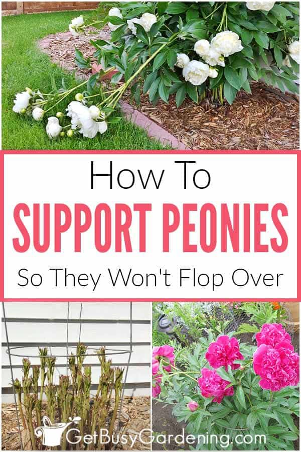 How To Support Peonies So They Won't Flop Over