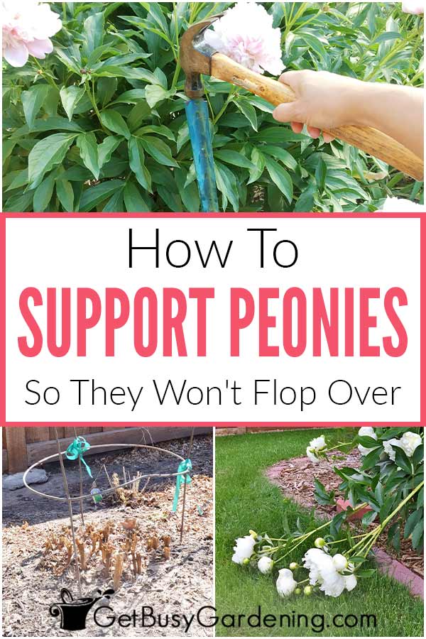 How To Support Peonies So They Won't Flop Over