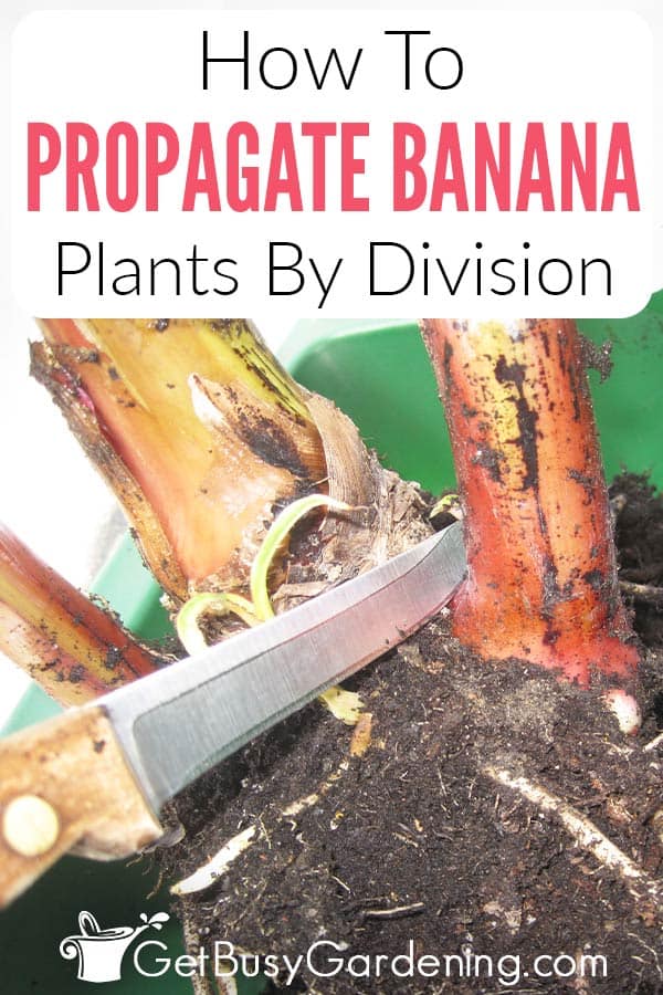 How To Propagate Banana Plants By Division