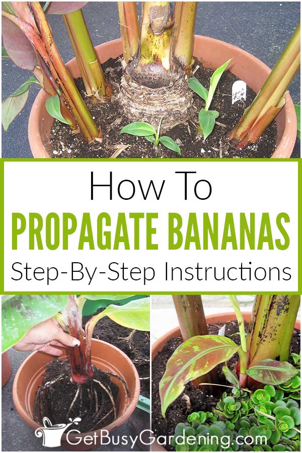 How To Propagate Bananas: Step-By-Step Instructions