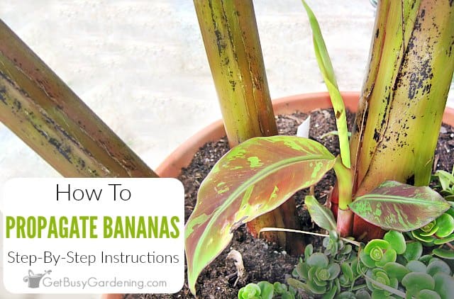 How To Propagate Banana Plants