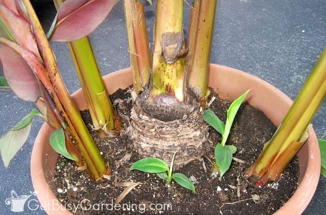How To Propagate Banana Plants - Get Busy Gardening