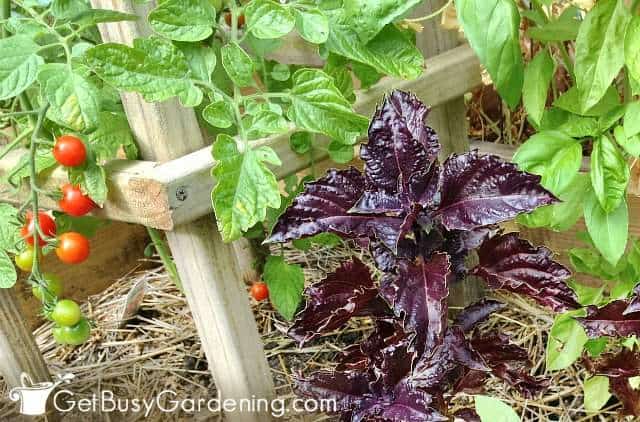 Basil is one of the best companion plants for tomatoes