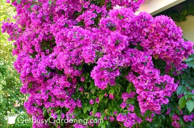 Bougainvilleas are gorgeous climbing flowers