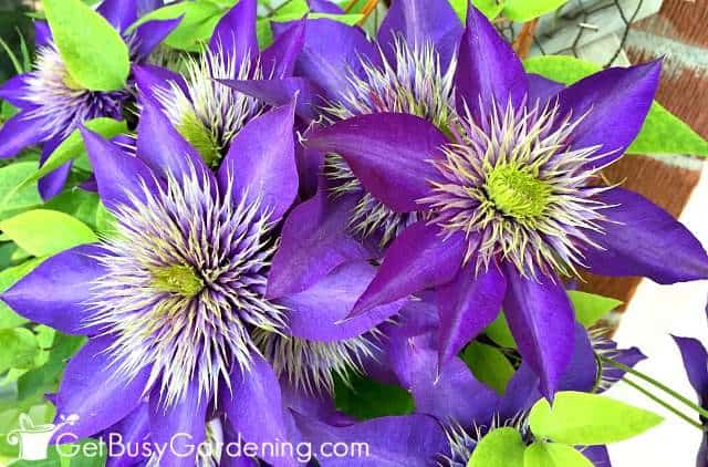 Clematis are hardy climbing plants with flowers