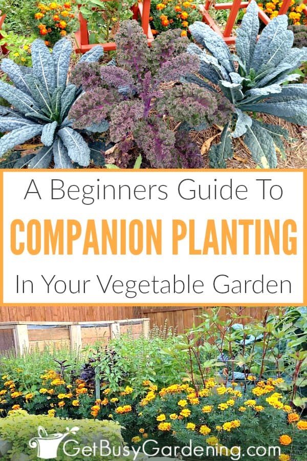 A Beginners Guide To Companion Planting In Your Vegetable Garden