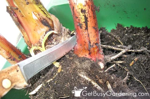Cut banana pup from main plant