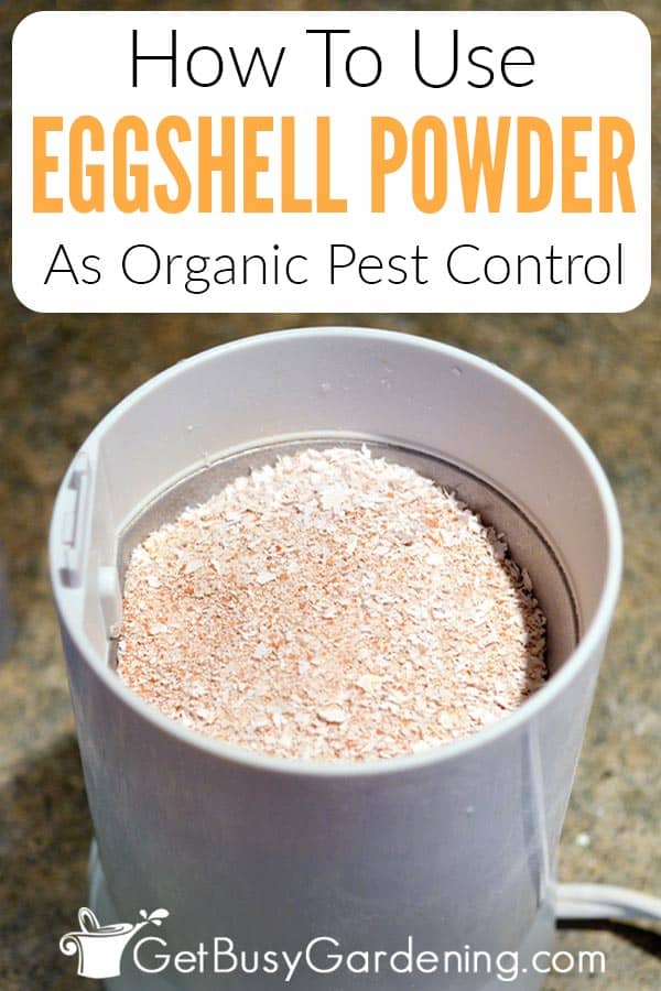 How To Use Eggshell Powder As Organic Pest Control