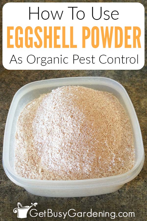 How To Use Eggshell Powder As Organic Pest Control