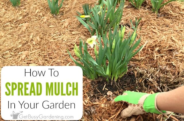 How To Spread Mulch In Your Garden Get Busy Gardening