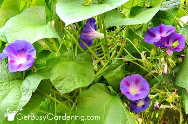 Morning glories are fast growing climbing plants