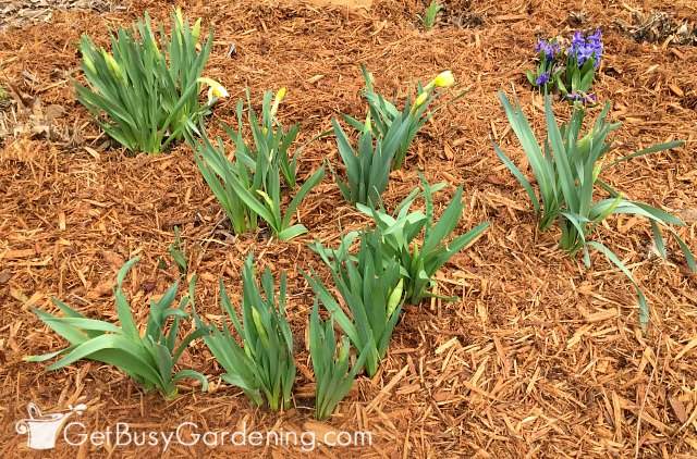Flower bed covered with a fresh layer of hardwood mulch