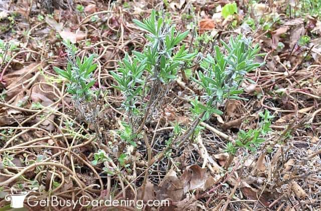 My lavender plant after spring pruning