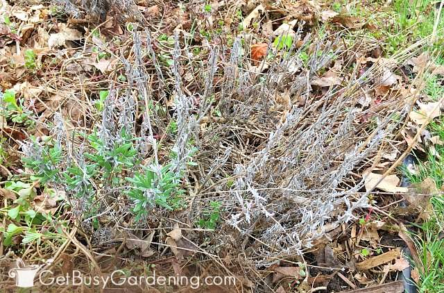 My lavender plant before pruning in spring