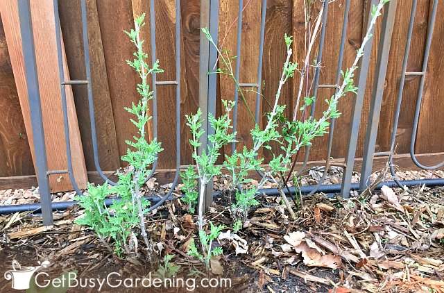 My Russian sage after spring pruning