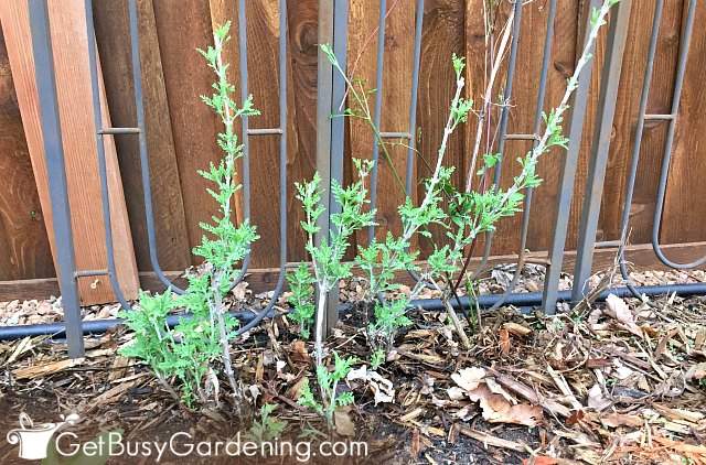 Pruning Russian Sage Step By Step Instructions Get Busy Gardening