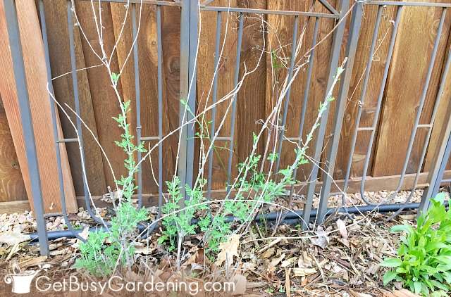 My Russian sage before pruning