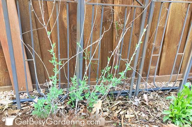 Pruning Russian Sage: Step-By-Step Instructions - Get Busy Gardening