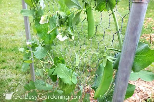 Pea trellis made with chicken wire