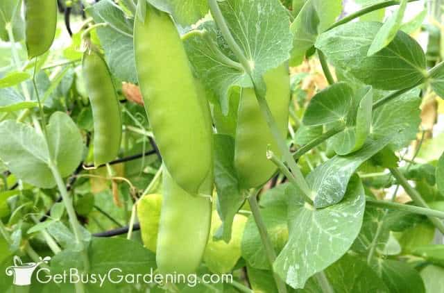 Peas growing on a trellis