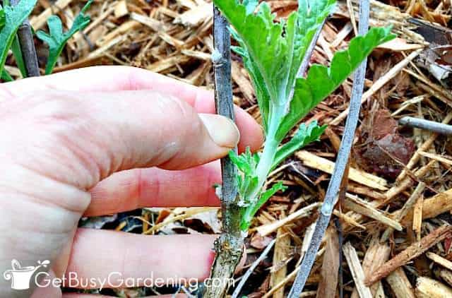 Prune dead stems just above the foliage