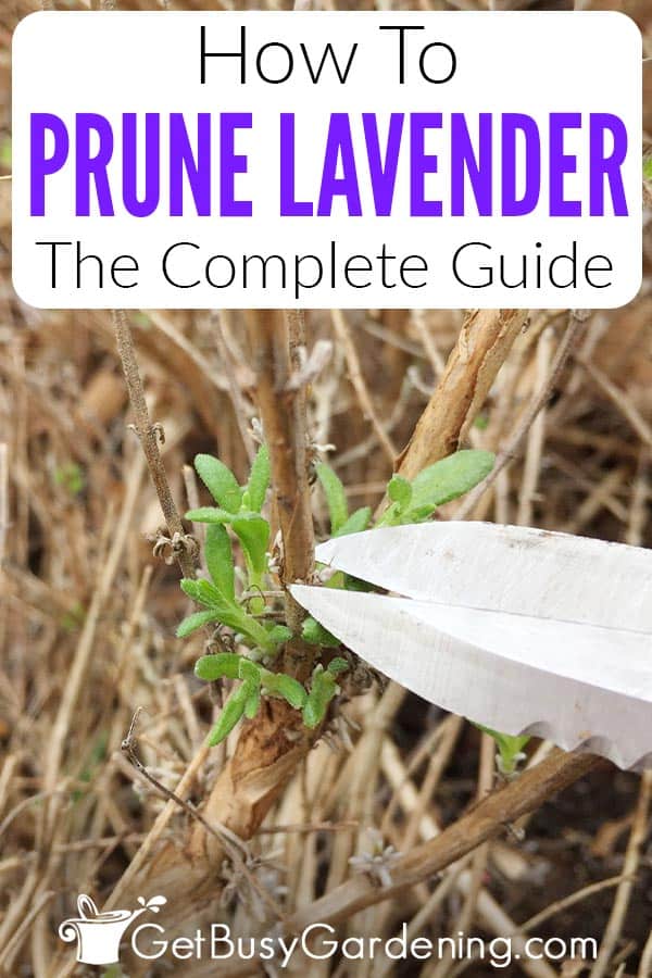 How To Prune Lavender The Complete Guide