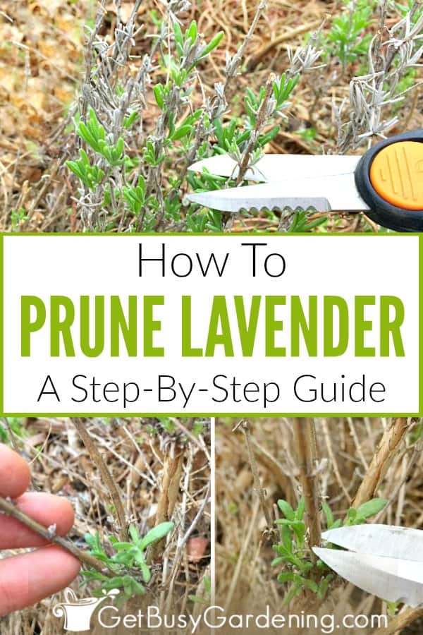 Pruning Lavender A StepByStep Guide Get Busy Gardening