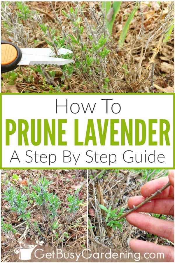 How To Prune Lavender: A Step By Step Guide