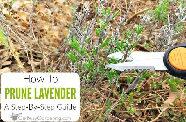 Pruning Lavender: A Step-By-Step Guide