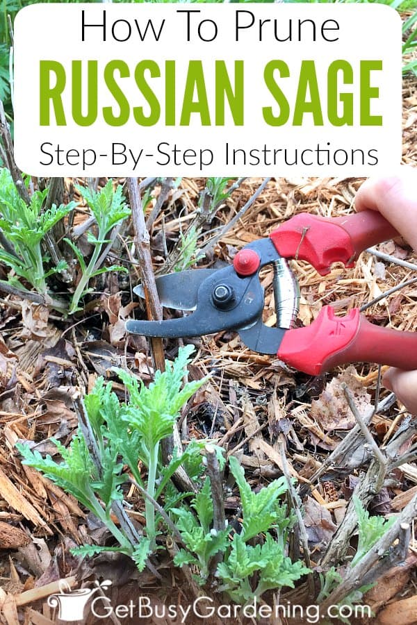 How To Prune Russian Sage Step-By-Step Instructions