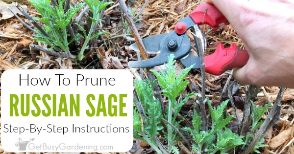 Pruning Russian Sage Step By Step Instructions Get Busy Gardening