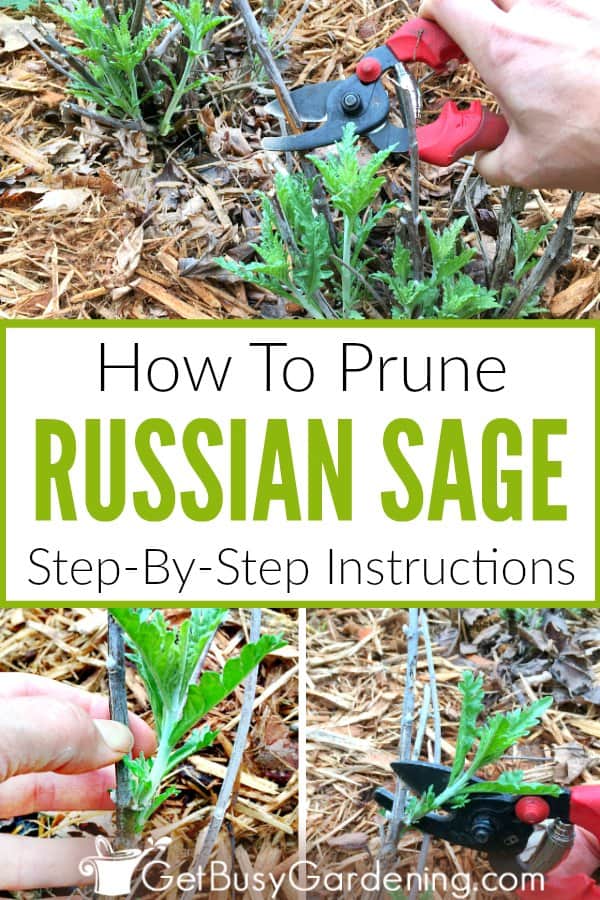 How To Prune Russian Sage Step-By-Step Instructions