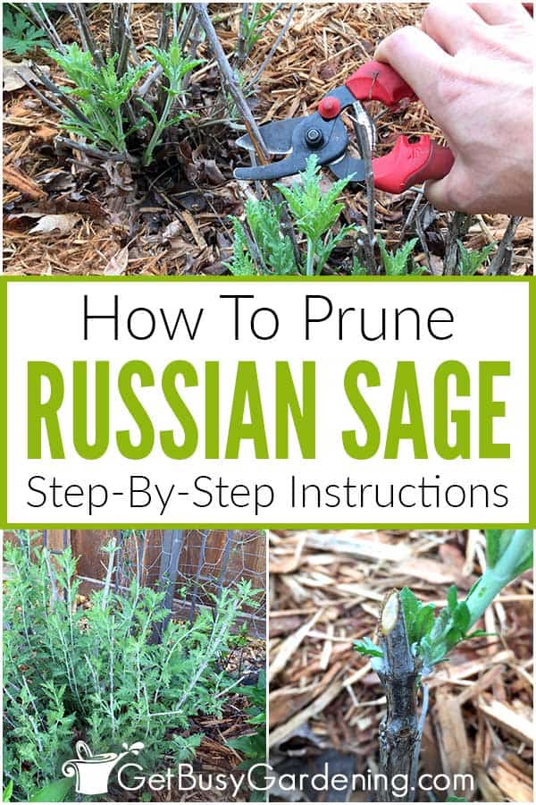 How To Prune Russian Sage Step-By-Step Instructions