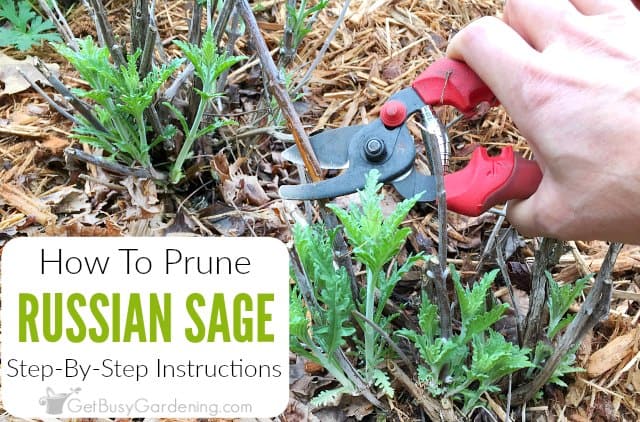 Pruning Russian Sage: Step-By-Step Instructions - Get Busy Gardening