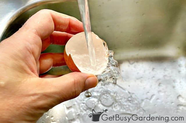 Rinsing eggshells with water before drying and crushing