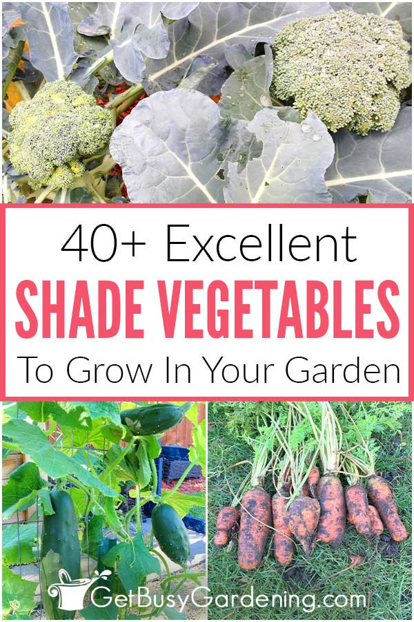 40+ Excellent Shade Vegetables To Grow In Your Garden