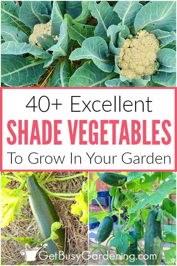 40+ Excellent Shade Vegetables To Grow In Your Garden