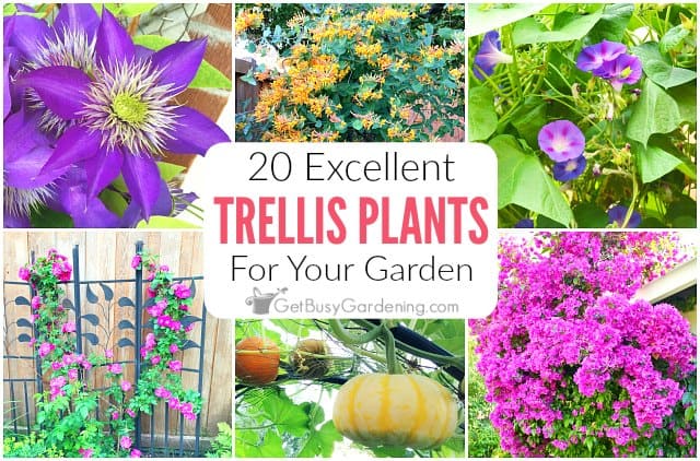 20 Excellent Trellis Plants For Your Garden Get Busy Gardening