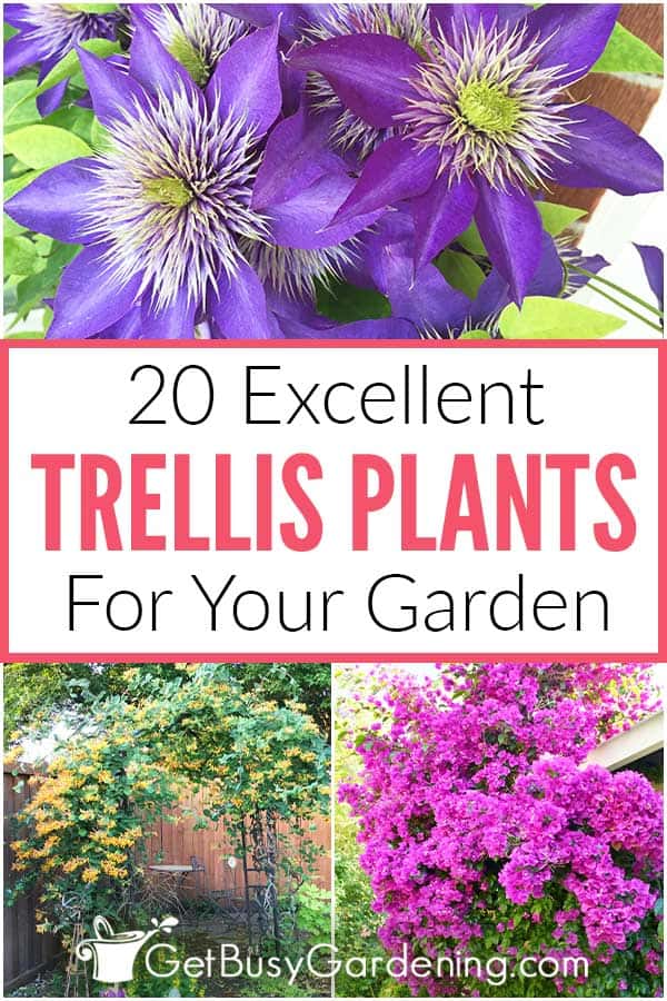 20 Excellent Trellis Plants For Your Garden - Get Busy Gardening