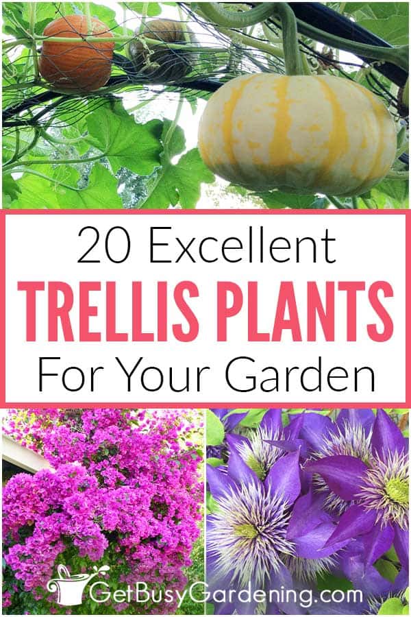 20 Excellent Trellis Plants For Your Garden
