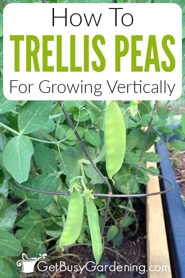 How To Trellis Peas For Growing Vertically