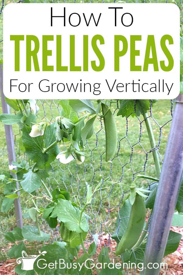 How To Trellis Peas For Growing Vertically