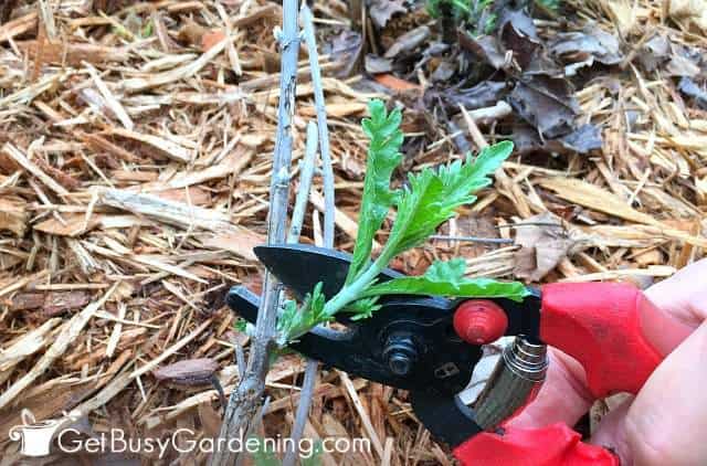 Pruning Russian Sage Step By Step Instructions Get Busy Gardening