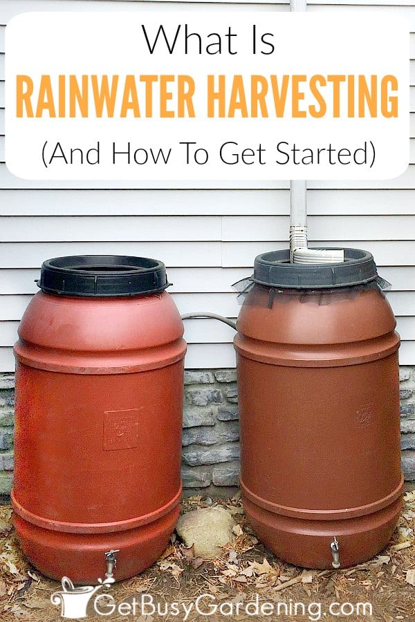 What is rainwater harvesting (and how to get started)