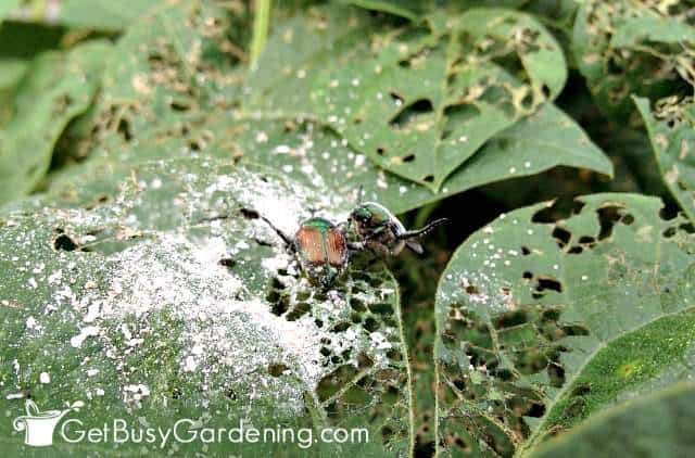 Diatomaceous earth is good for organic garden insect control