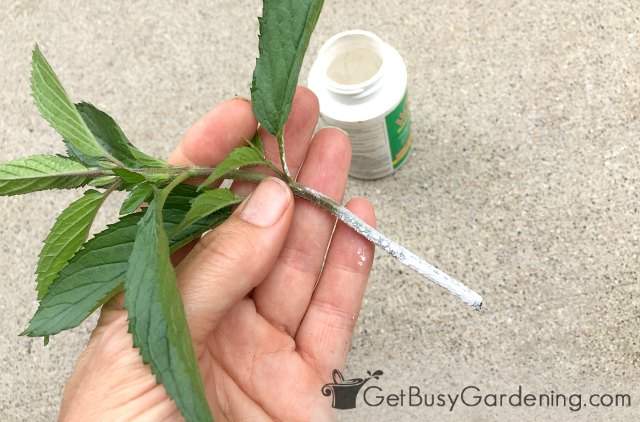Dip mint cuttings into rooting hormone